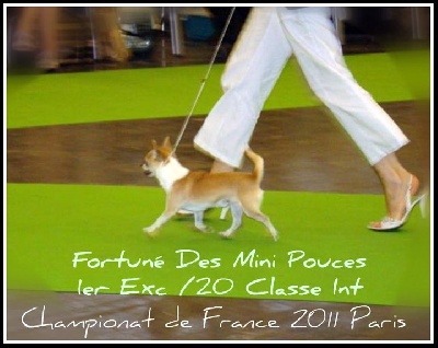 des Disciples de Yoda - Championnat de France & World Dog Show