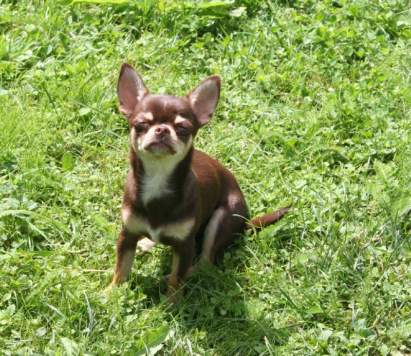 chiot Chihuahua des Disciples de Yoda