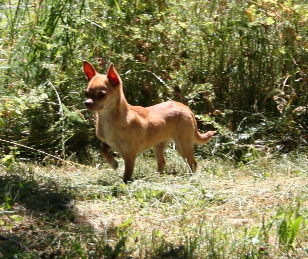 Chienne chihuahua LOF 2 ans et demi