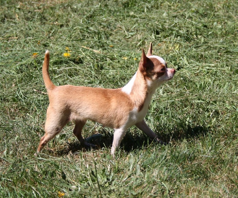 des Disciples de Yoda - Chiots disponibles - Chihuahua